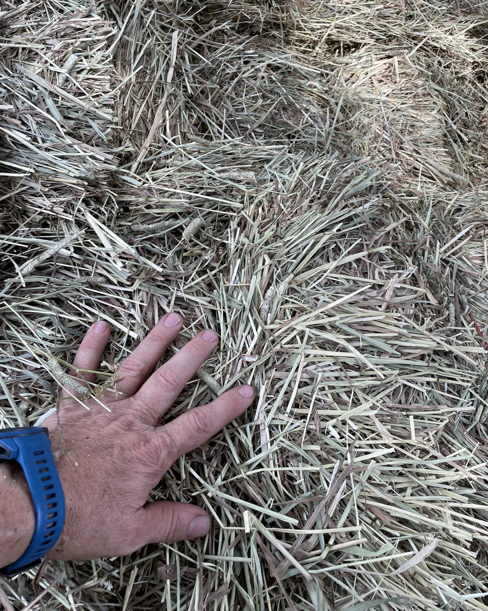 High quality timothy grass hay